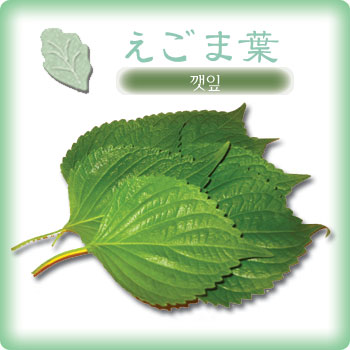 サンチュネット 麓サンチュ 韓国オルガ野菜の生産販売